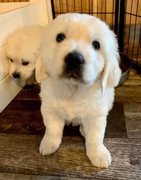 Cucciole di Golden retriever di circa 3 mesi | Foto 0