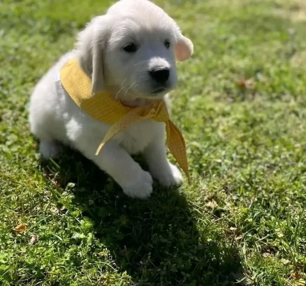 Cuccioli di Golden retriever 3 mesi | Foto 0