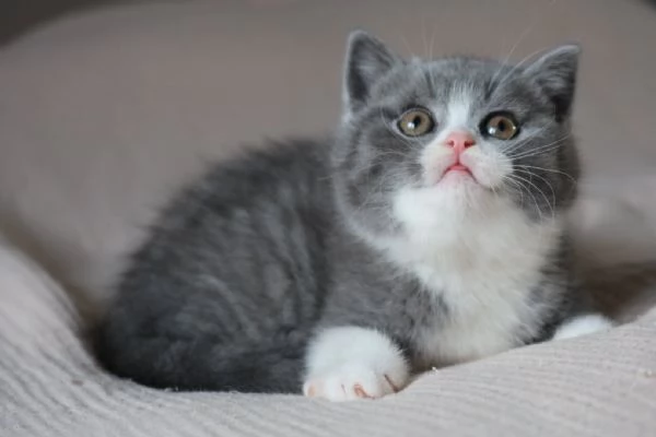 Cuccioli British Shorthair | Foto 0
