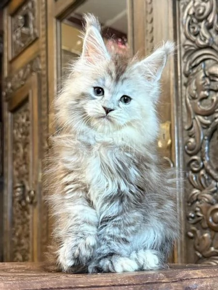 Cuccioli gatti Maine Coon