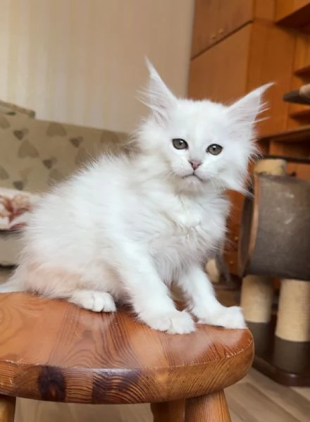 Cuccioli Maine Coon maschi e femmine
