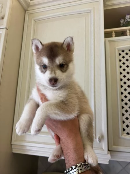 Cuccioli di Siberian Husky | Foto 4