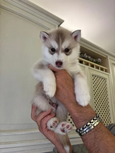 Cuccioli di Siberian Husky | Foto 3