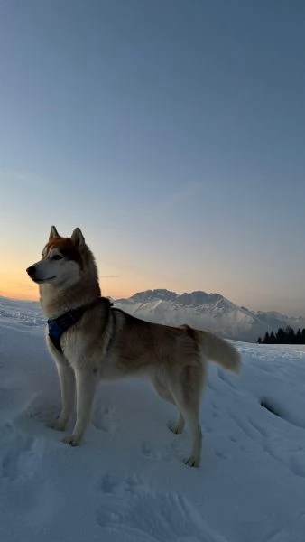 Cuccioli di Siberian Husky | Foto 2