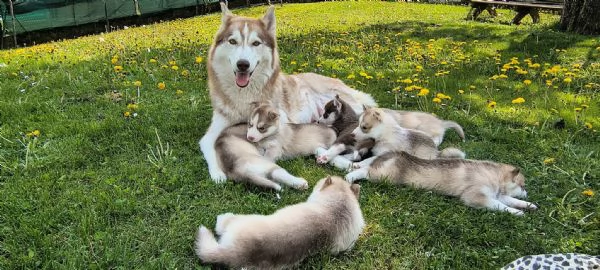 Cuccioli di Siberian Husky | Foto 1