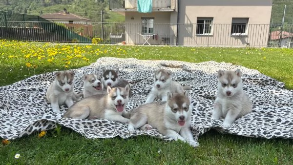 Cuccioli di Siberian Husky | Foto 0