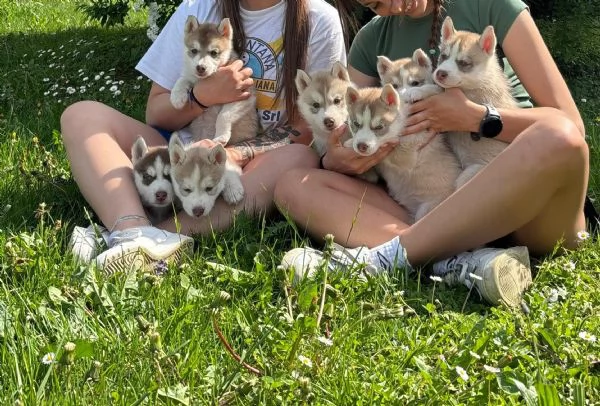 Cuccioli di Siberian Husky