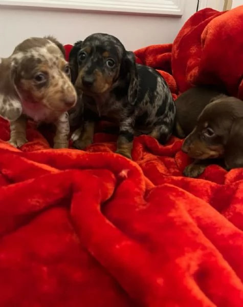 Cuccioli di Bassotto Arlecchino | Foto 6