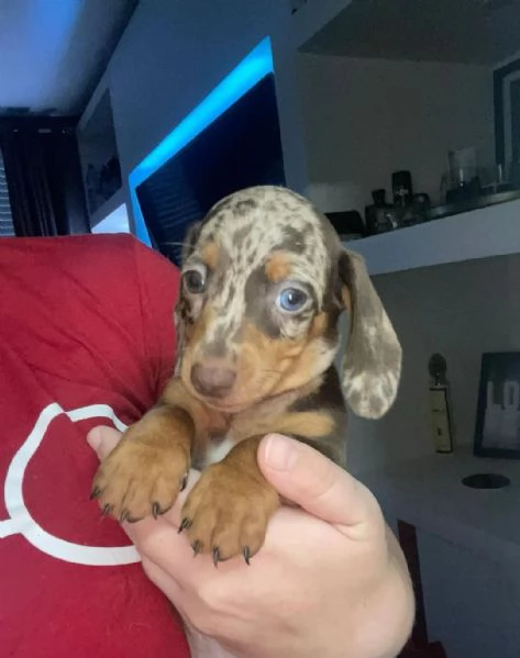 Cuccioli di Bassotto Arlecchino | Foto 2