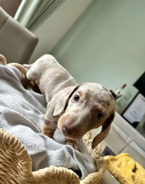 Cuccioli di Bassotto Arlecchino | Foto 4