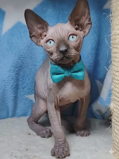 Sphynx cuccioli