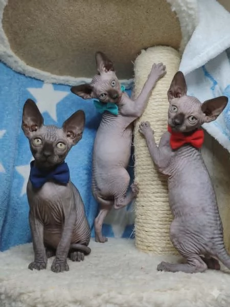 Sphynx cuccioli | Foto 2