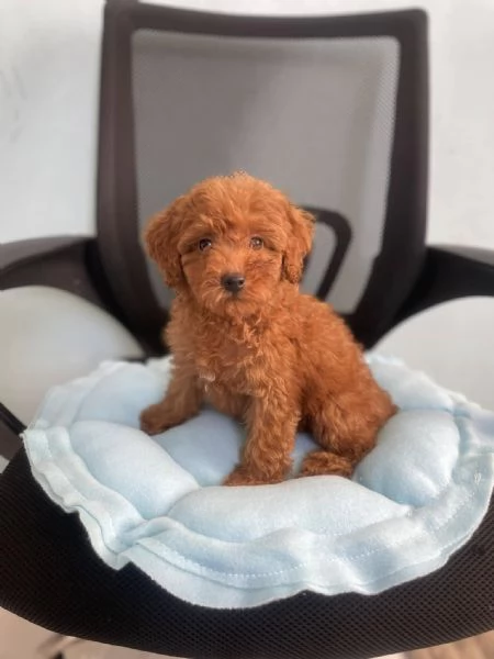 CANE BARBONCINO TOY