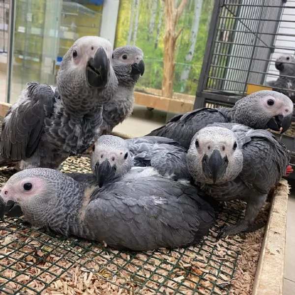 Pappagalli cenerini africani addestrati alluso della lettiera e con un buon temperamento in vendita | Foto 1