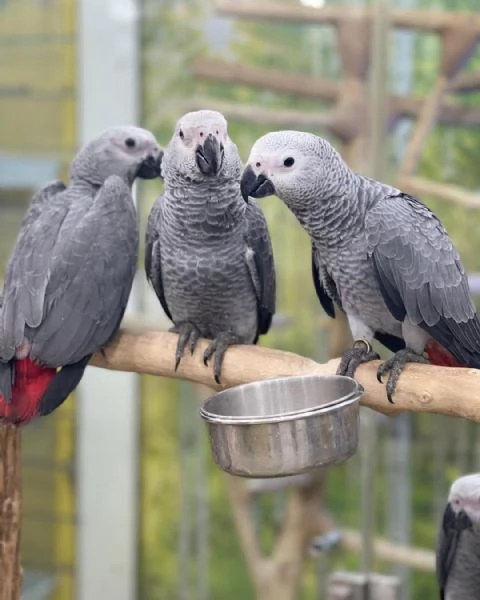 Pappagalli cenerini africani addestrati alluso della lettiera e con un buon temperamento in vendita | Foto 0