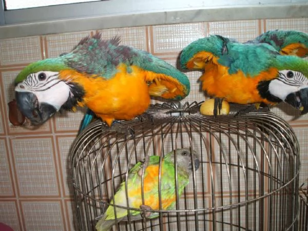 Ara blu e dorate ben addestrate con buon temperamento e uova in vendita | Foto 2