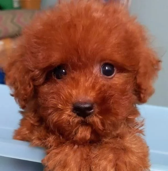 Barboncino toy cuccioli