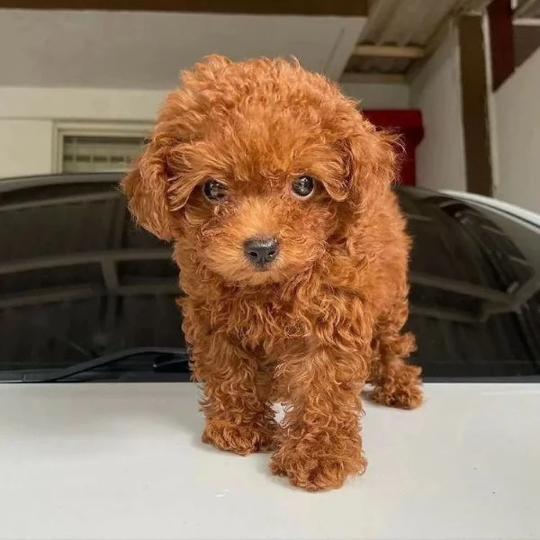 CANE BARBONCINO TOY
