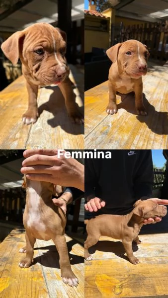 Pitbull Cuccioli 