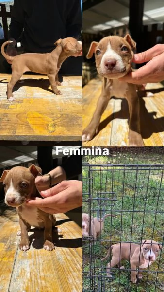 Pitbull Cuccioli  | Foto 5