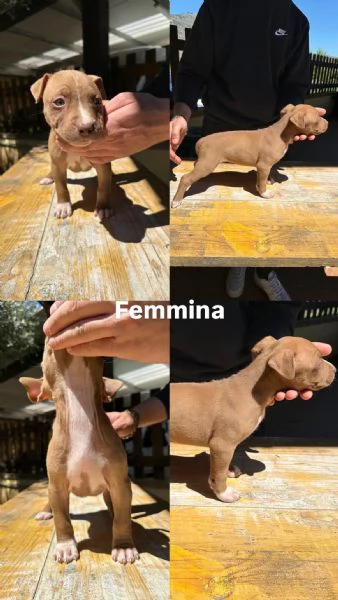 Pitbull Cuccioli  | Foto 4