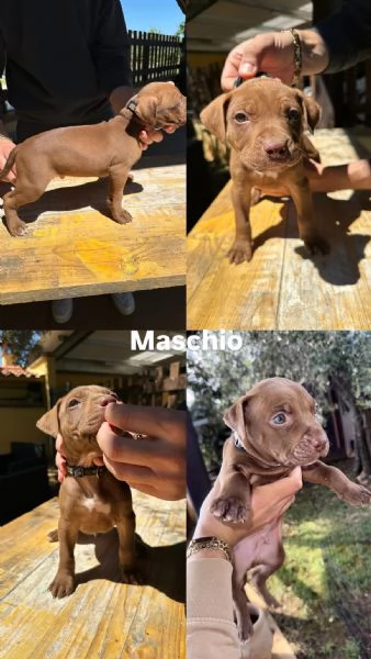 Pitbull Cuccioli  | Foto 3