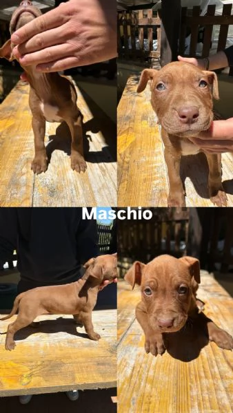 Pitbull Cuccioli  | Foto 2