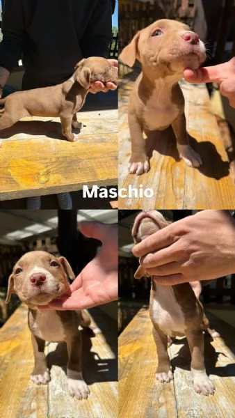 Pitbull Cuccioli  | Foto 1
