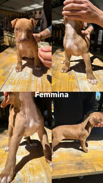 Pitbull Cuccioli  | Foto 0