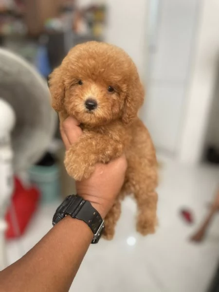 Cuccioli di Barboncino Toy | Foto 0