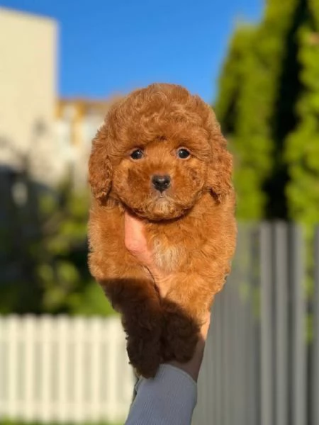 Cuccioli di Barboncino Toy