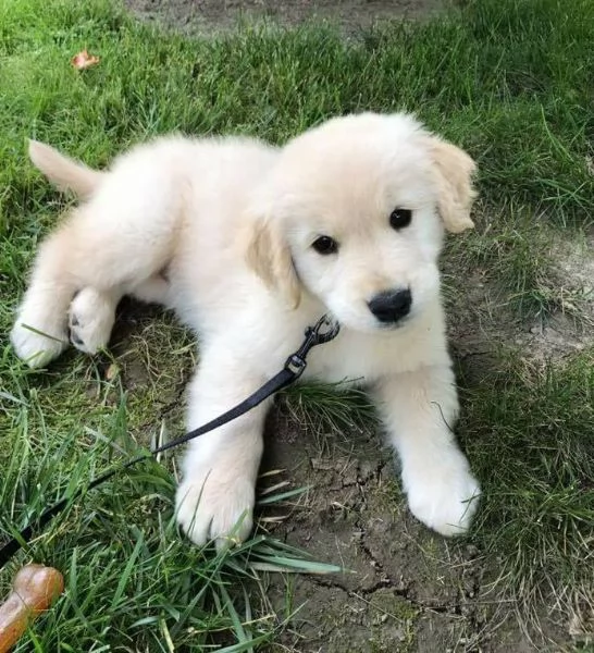 Meravigliosi cuccioli Golden Retriever | Foto 0