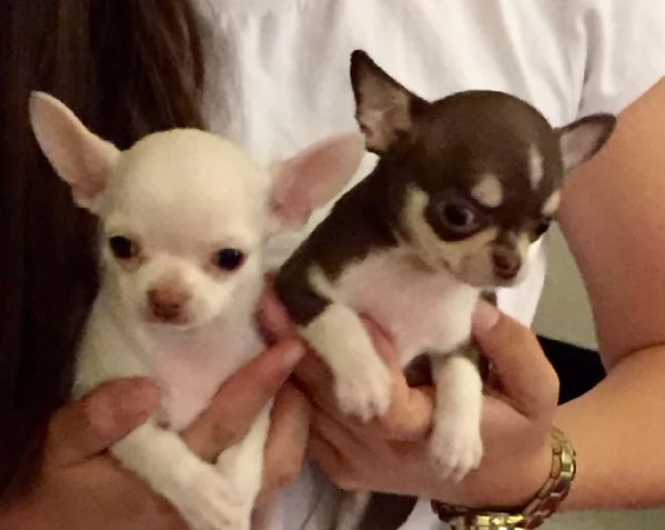 Cuccioli di Chihuahua in cerca di una nuova casa