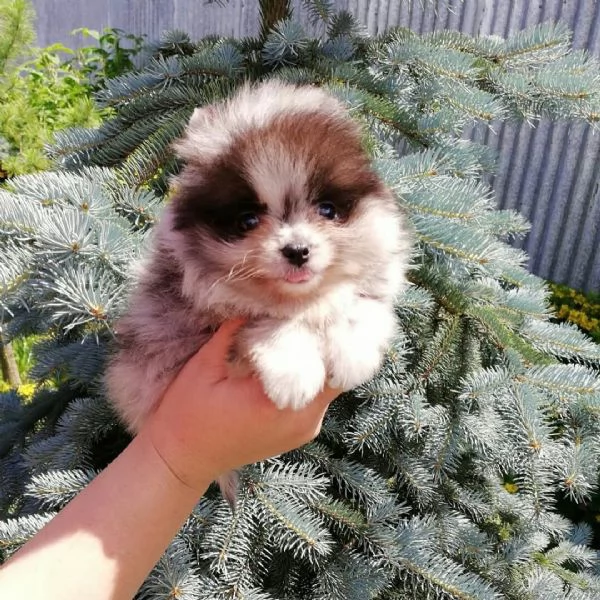 Cuccioli di Pomerania in cerca di una nuova casa | Foto 5