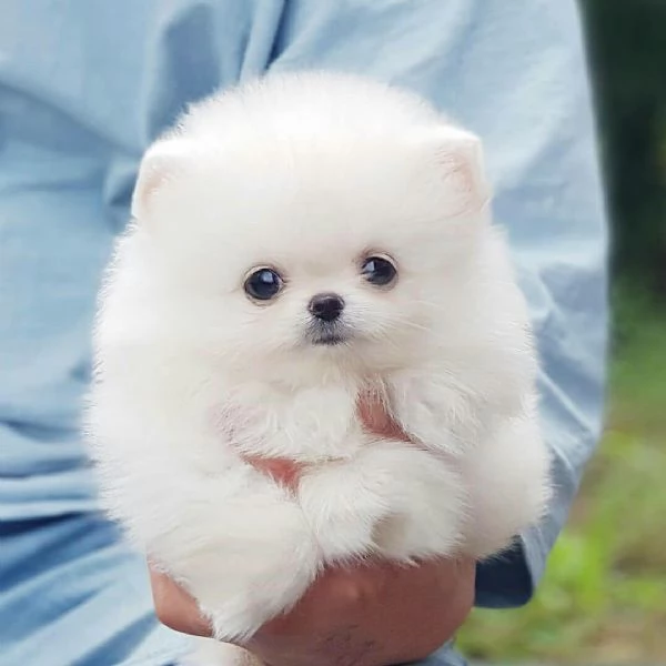 Cuccioli di Pomerania in cerca di una nuova casa | Foto 4