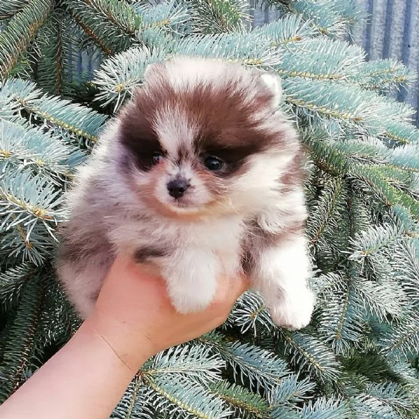 Cuccioli di Pomerania in cerca di una nuova casa | Foto 3