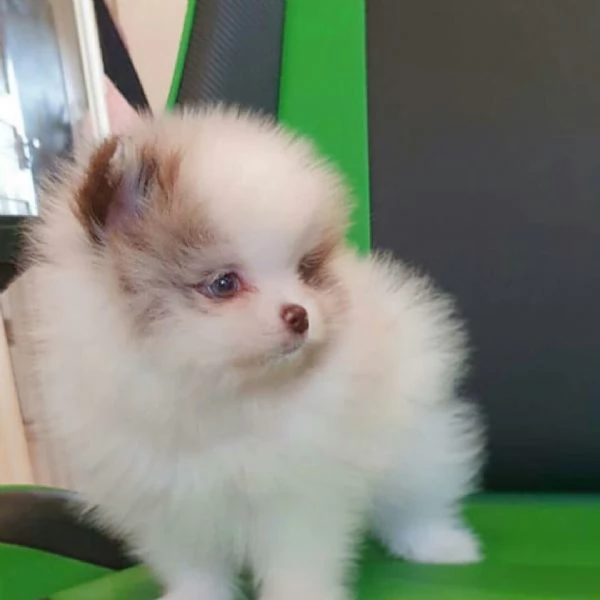 Cuccioli di Pomerania in cerca di una nuova casa | Foto 2