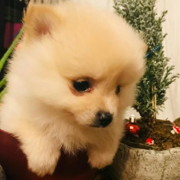 Cuccioli di Pomerania in cerca di una nuova casa | Foto 1