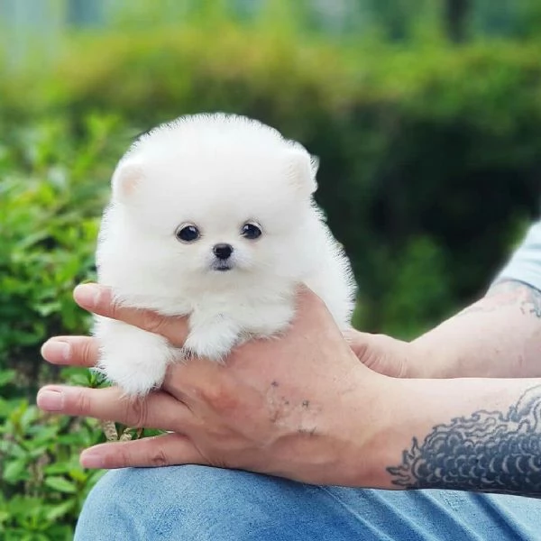 Cuccioli di Pomerania in cerca di una nuova casa