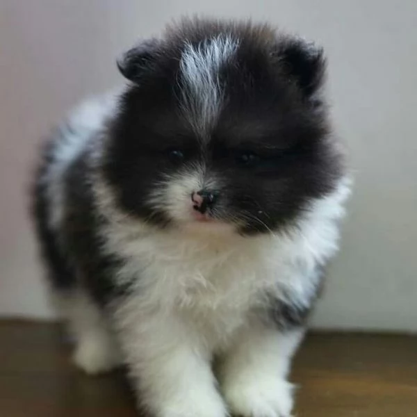 Cuccioli di Pomerania in cerca di una nuova casa | Foto 0