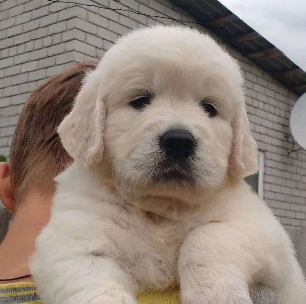 Cucciole di Golden retriever di circa 3 mesi