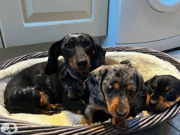 Splendidi cuccioli di Bassotto Nano | Foto 3