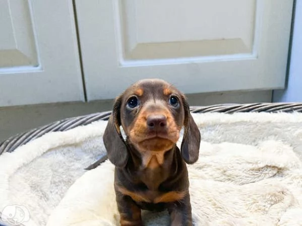 Splendidi cuccioli di Bassotto Nano | Foto 2