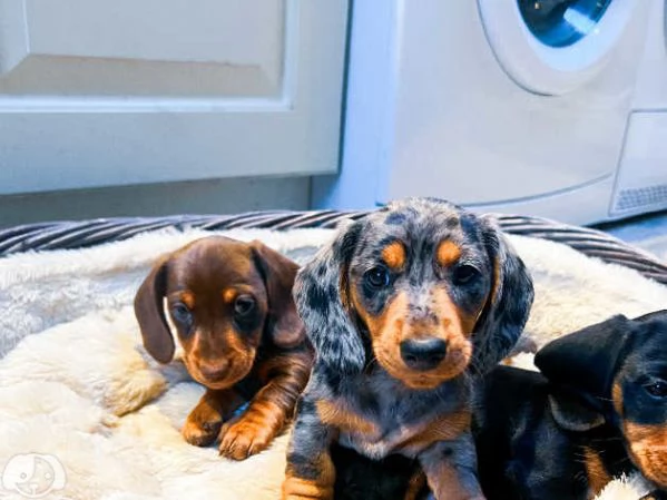 Splendidi cuccioli di Bassotto Nano
