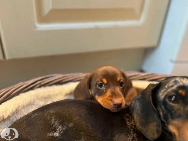 Splendidi cuccioli di Bassotto Nano | Foto 5