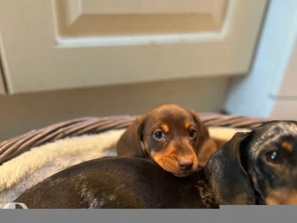 Splendidi cuccioli di Bassotto Nano | Foto 2