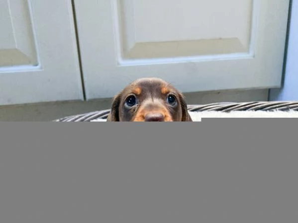 Splendidi cuccioli di Bassotto Nano | Foto 1