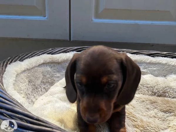 Splendidi cuccioli di Bassotto Nano | Foto 0