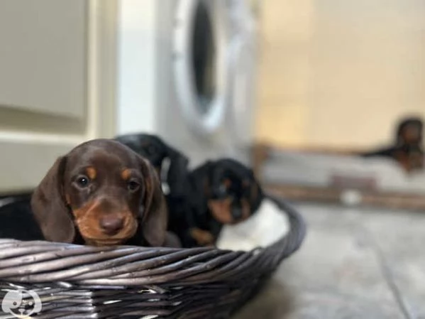 Splendidi cuccioli di Bassotto Nano | Foto 3