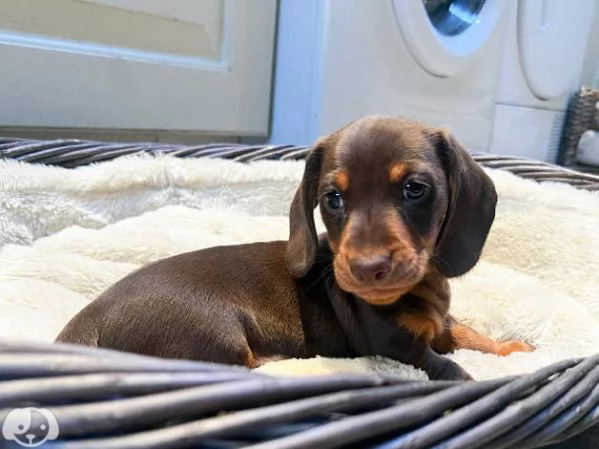 Splendidi cuccioli di Bassotto Nano | Foto 4